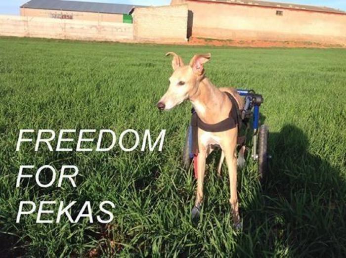 Una concentración en Madrid para pedir la "libertad" del perro de Aguirre (FOTOS)