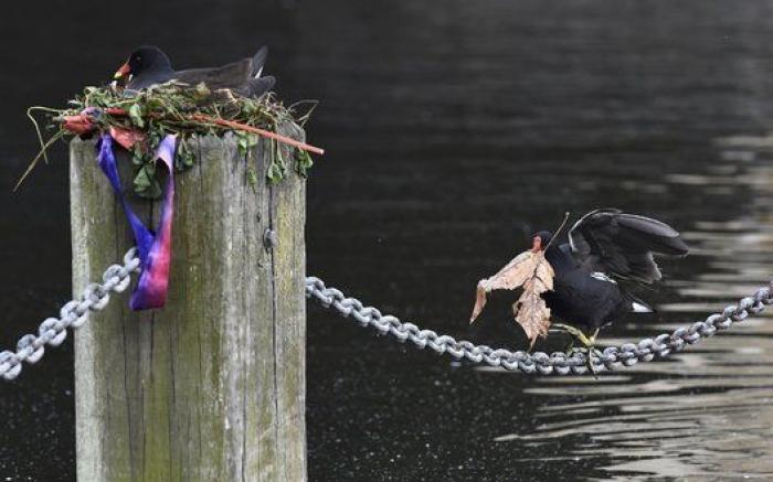 Adiós a los 'candados del amor' en el Puente de las Artes de París y otras fotos que deja el lunes