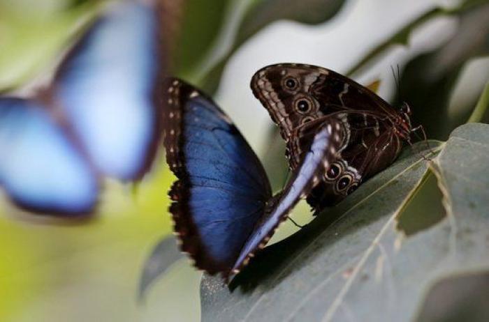 Adiós a los 'candados del amor' en el Puente de las Artes de París y otras fotos que deja el lunes