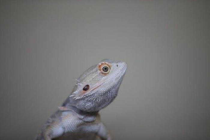 Adiós a los 'candados del amor' en el Puente de las Artes de París y otras fotos que deja el lunes