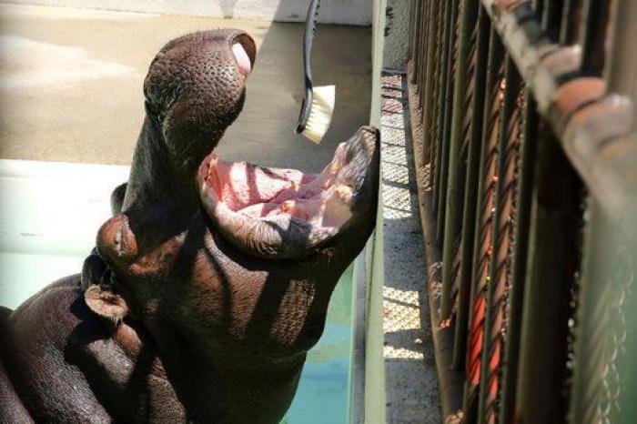 La policía china impidiendo un suicidio, la feria del caballo en Appleby y otras fotos del jueves