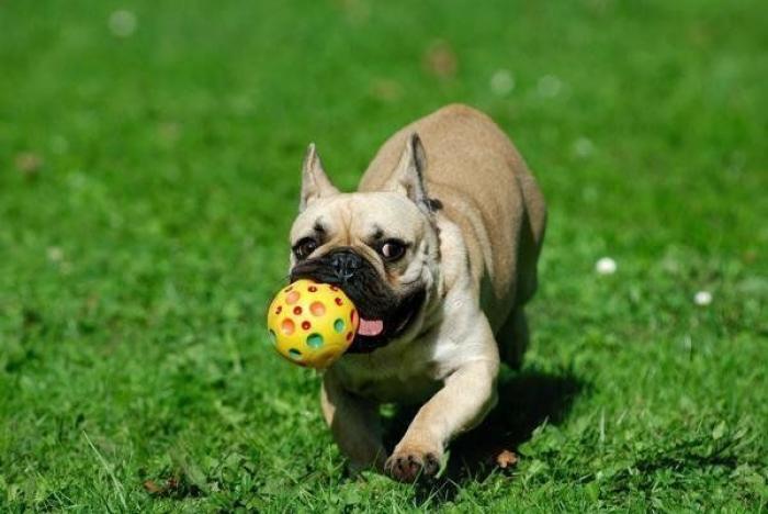 Por si no lo sabías: hay materia fecal en prácticamente todo