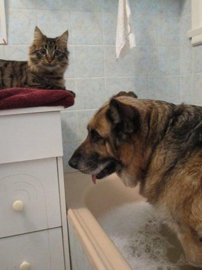 La carrera de un nudista tras el jabalí que le robó su ordenador que se convierte en viral