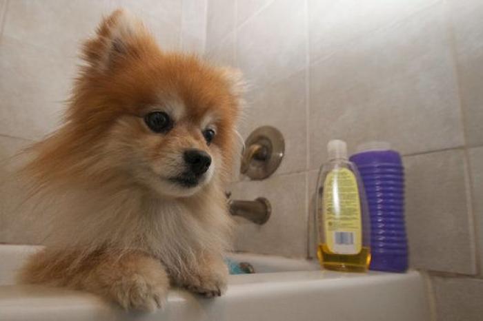 La carrera de un nudista tras el jabalí que le robó su ordenador que se convierte en viral