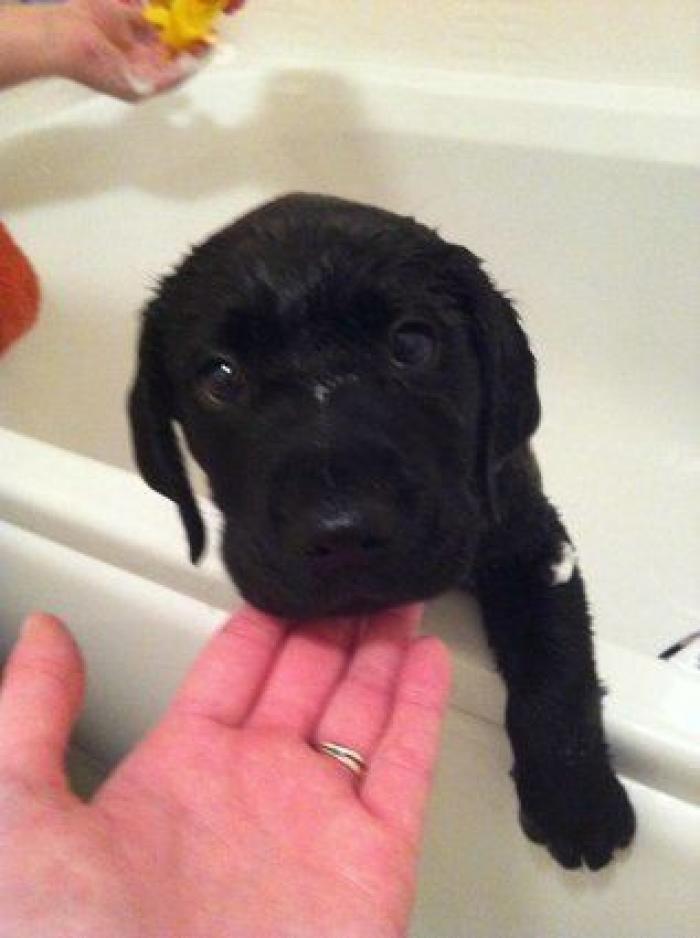 La carrera de un nudista tras el jabalí que le robó su ordenador que se convierte en viral