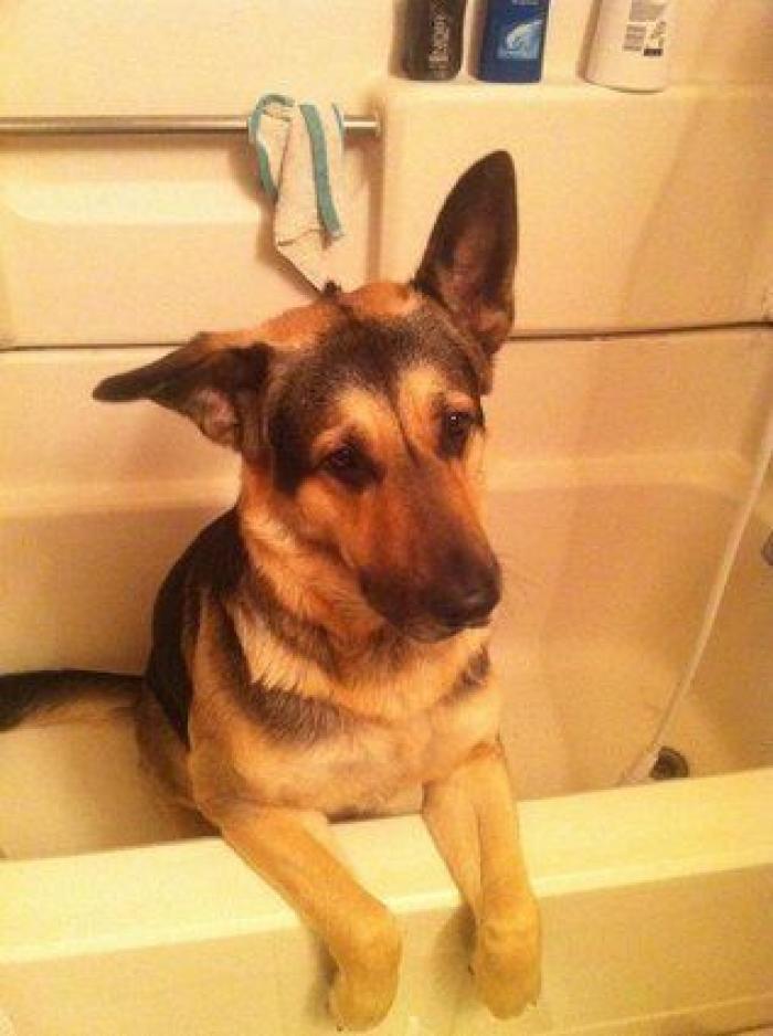 La carrera de un nudista tras el jabalí que le robó su ordenador que se convierte en viral