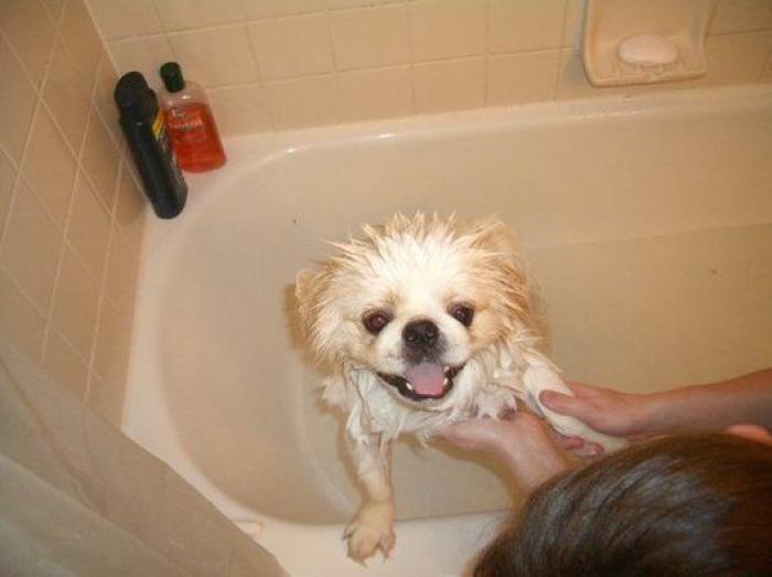 La carrera de un nudista tras el jabalí que le robó su ordenador que se convierte en viral