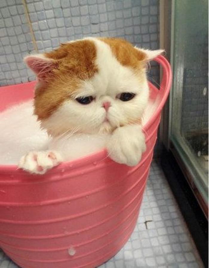 La carrera de un nudista tras el jabalí que le robó su ordenador que se convierte en viral