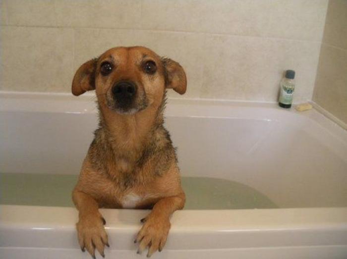 La carrera de un nudista tras el jabalí que le robó su ordenador que se convierte en viral