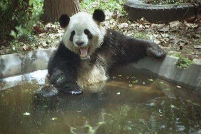 La carrera de un nudista tras el jabalí que le robó su ordenador que se convierte en viral