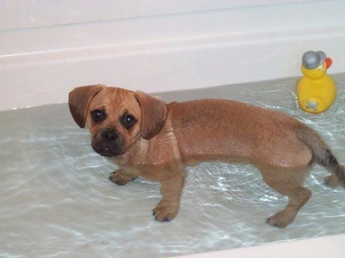 La carrera de un nudista tras el jabalí que le robó su ordenador que se convierte en viral