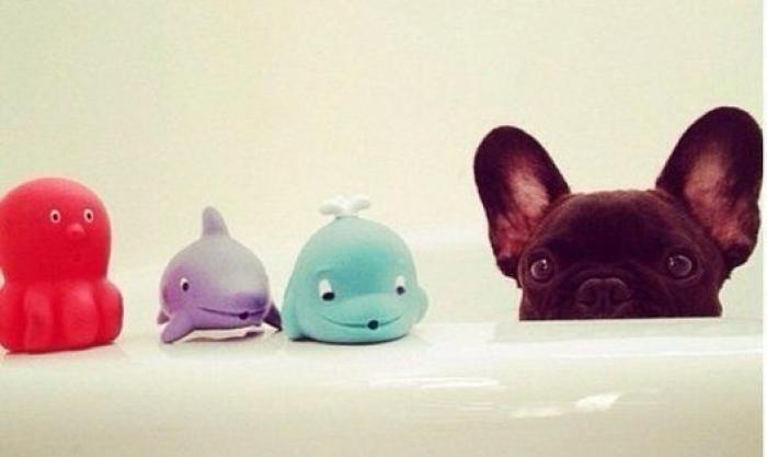 La carrera de un nudista tras el jabalí que le robó su ordenador que se convierte en viral