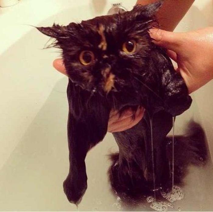 La carrera de un nudista tras el jabalí que le robó su ordenador que se convierte en viral