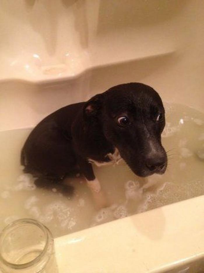 La carrera de un nudista tras el jabalí que le robó su ordenador que se convierte en viral