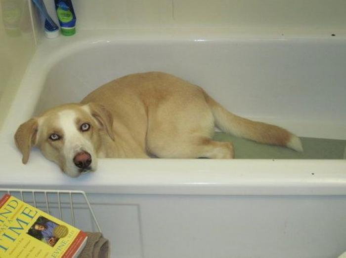 La carrera de un nudista tras el jabalí que le robó su ordenador que se convierte en viral