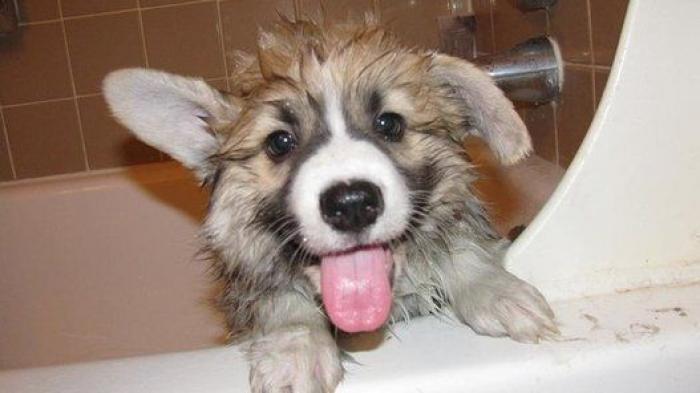 La carrera de un nudista tras el jabalí que le robó su ordenador que se convierte en viral