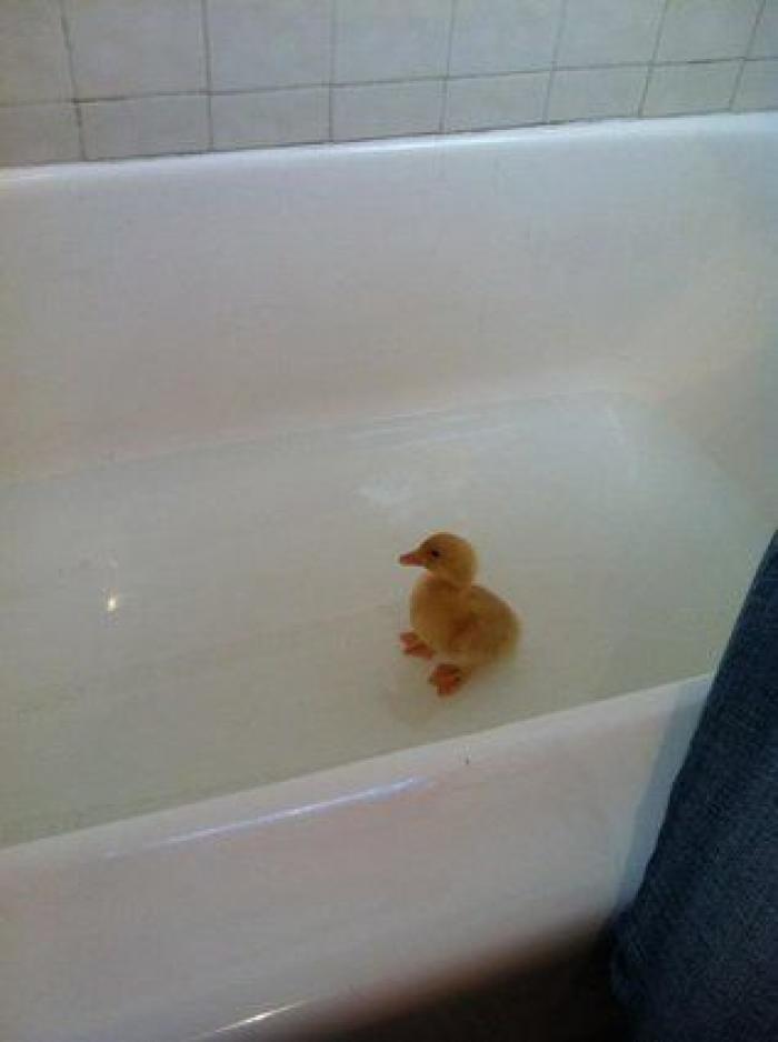 La carrera de un nudista tras el jabalí que le robó su ordenador que se convierte en viral