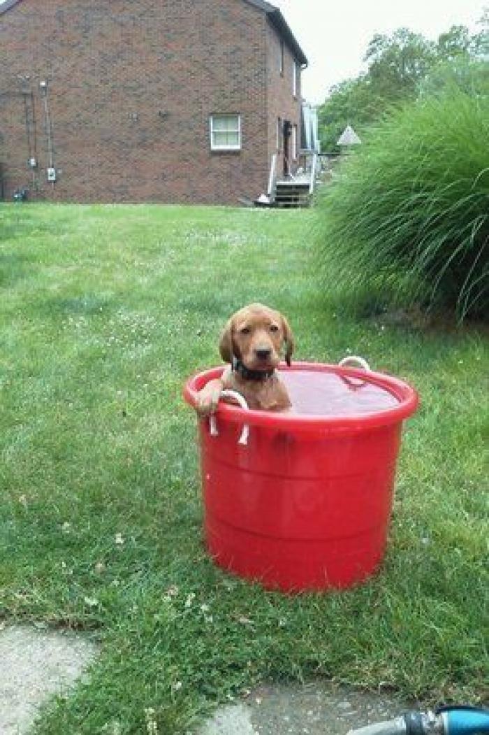 La carrera de un nudista tras el jabalí que le robó su ordenador que se convierte en viral