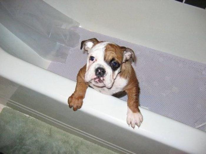 La carrera de un nudista tras el jabalí que le robó su ordenador que se convierte en viral