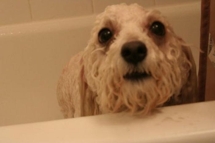 La carrera de un nudista tras el jabalí que le robó su ordenador que se convierte en viral