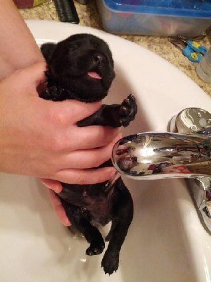 La carrera de un nudista tras el jabalí que le robó su ordenador que se convierte en viral