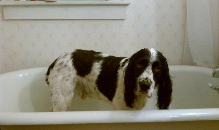 La carrera de un nudista tras el jabalí que le robó su ordenador que se convierte en viral