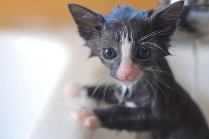 La carrera de un nudista tras el jabalí que le robó su ordenador que se convierte en viral