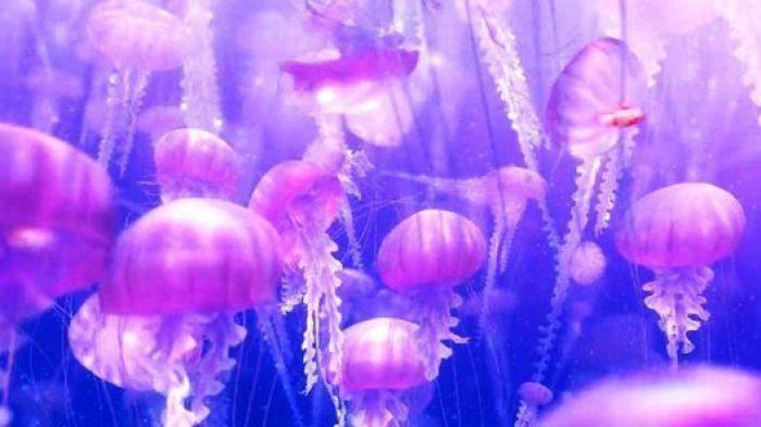 Consejos para los que quieren comprar arte (y no saben cómo)