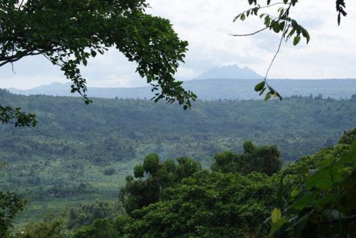 El furor por el aguacate en Occidente tiene consecuencias nefastas para América Latina