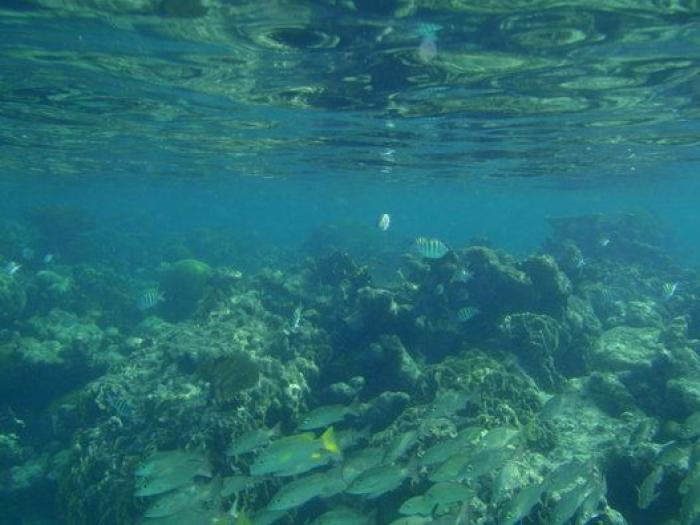 El furor por el aguacate en Occidente tiene consecuencias nefastas para América Latina