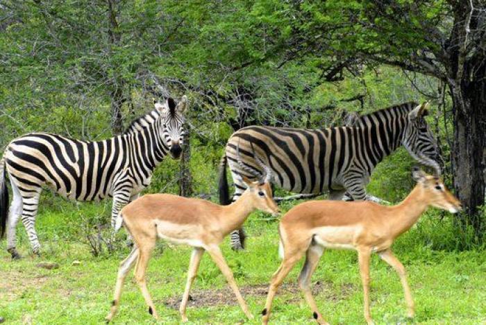 El furor por el aguacate en Occidente tiene consecuencias nefastas para América Latina