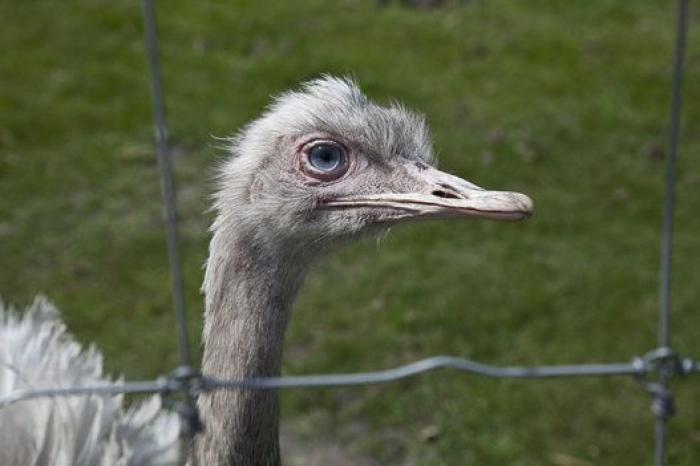 Mandelstam, el maestro o el poder del escritor