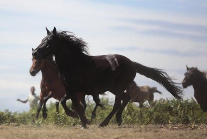 Rapa das Bestas 2015: 15 imágenes espectaculares de un rito único (FOTOS)