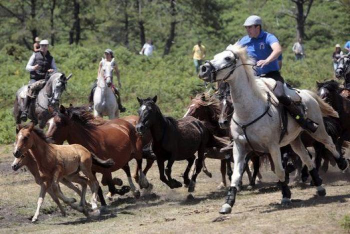 Rapa das Bestas 2015: 15 imágenes espectaculares de un rito único (FOTOS)