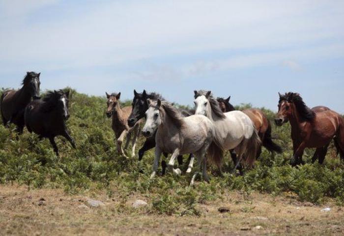 Rapa das Bestas 2015: 15 imágenes espectaculares de un rito único (FOTOS)