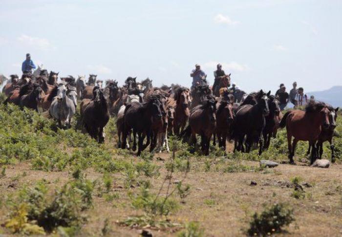 Rapa das Bestas 2015: 15 imágenes espectaculares de un rito único (FOTOS)