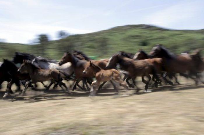 Rapa das Bestas 2015: 15 imágenes espectaculares de un rito único (FOTOS)