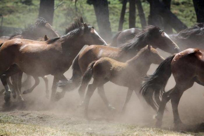 Rapa das Bestas 2015: 15 imágenes espectaculares de un rito único (FOTOS)