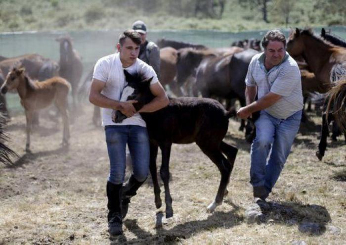 Rapa das Bestas 2015: 15 imágenes espectaculares de un rito único (FOTOS)