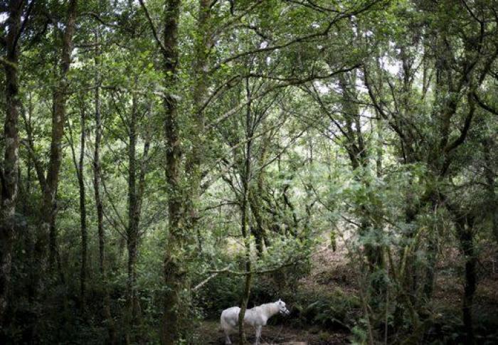 Rapa das Bestas 2015: 15 imágenes espectaculares de un rito único (FOTOS)