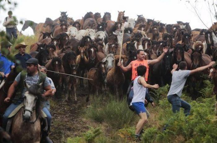 Rapa das Bestas 2015: 15 imágenes espectaculares de un rito único (FOTOS)