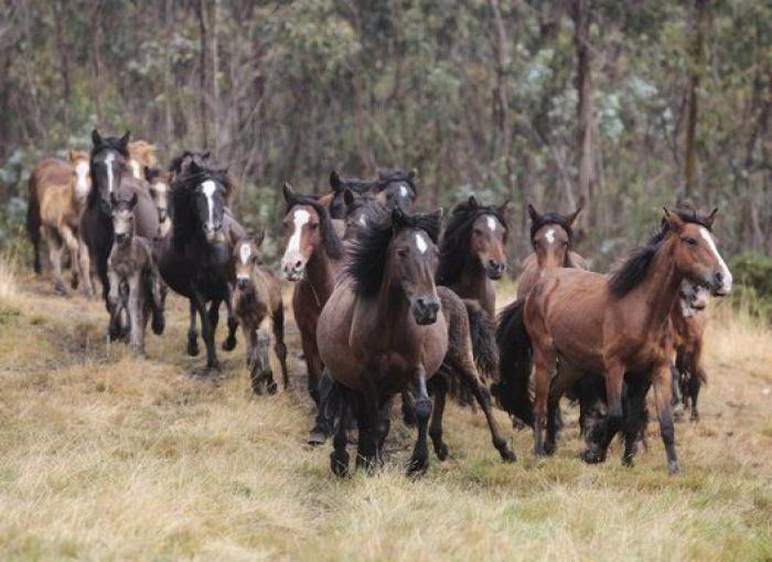 Rapa das Bestas 2015: 15 imágenes espectaculares de un rito único (FOTOS)