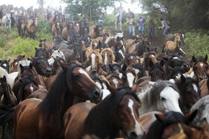 Rapa das Bestas 2015: 15 imágenes espectaculares de un rito único (FOTOS)