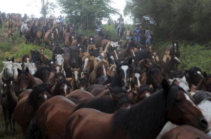 Rapa das Bestas 2015: 15 imágenes espectaculares de un rito único (FOTOS)