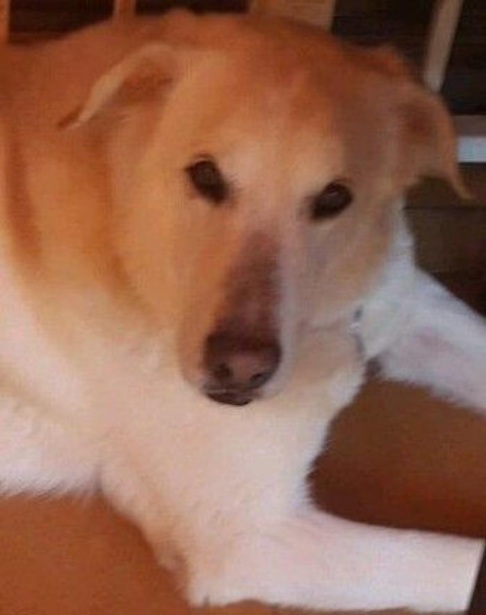 Pijaditas de lujo que querrás tener (y no podrás)