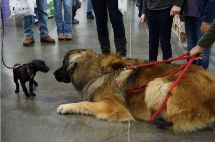 16 perros lo suficientemente grandes como para montarse en ellos