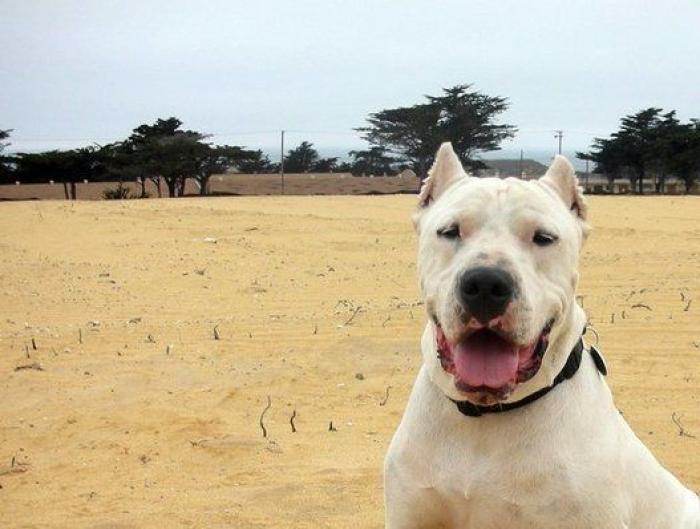 16 perros lo suficientemente grandes como para montarse en ellos