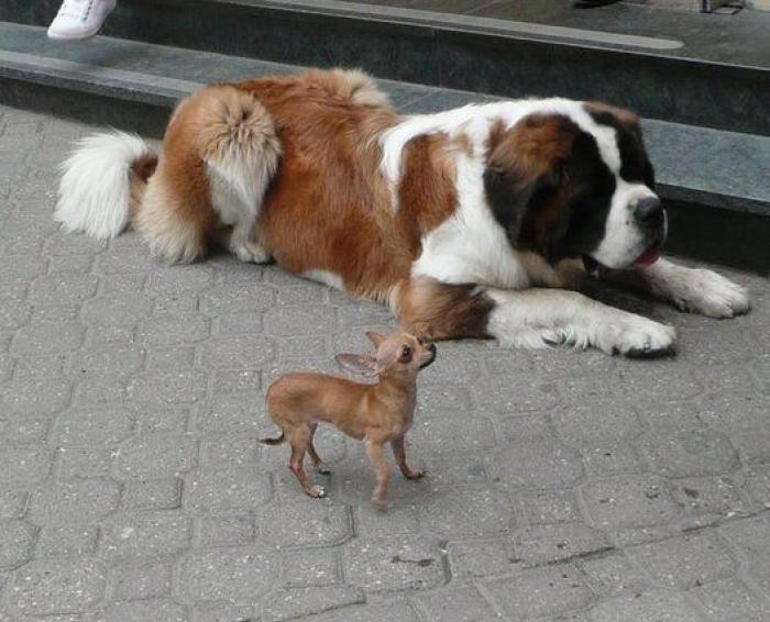 16 perros lo suficientemente grandes como para montarse en ellos