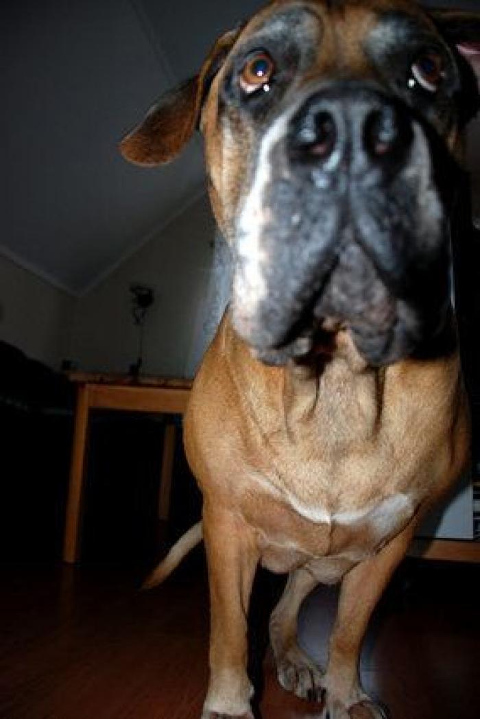 16 perros lo suficientemente grandes como para montarse en ellos