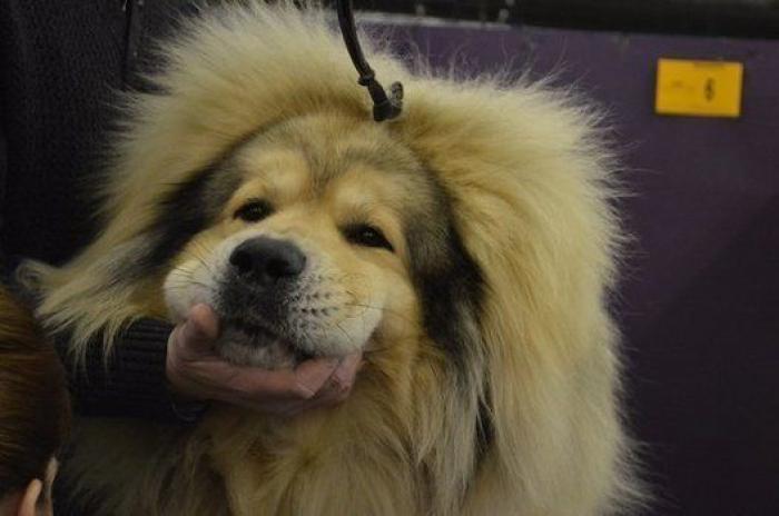 16 perros lo suficientemente grandes como para montarse en ellos